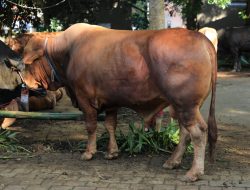Sapi Seberat 1,2 Ton Diberikan Prabowo untuk Masyarakat Kab Bogor 
