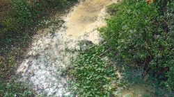 Dikeluhkan Warga Air Lmbah PT. PAC Cemari Ribuan Hektar Sawah di Kampung Rawa Ragas Klapanunggal 