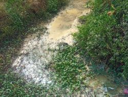 Dikeluhkan Warga Air Lmbah PT. PAC Cemari Ribuan Hektar Sawah di Kampung Rawa Ragas Klapanunggal 